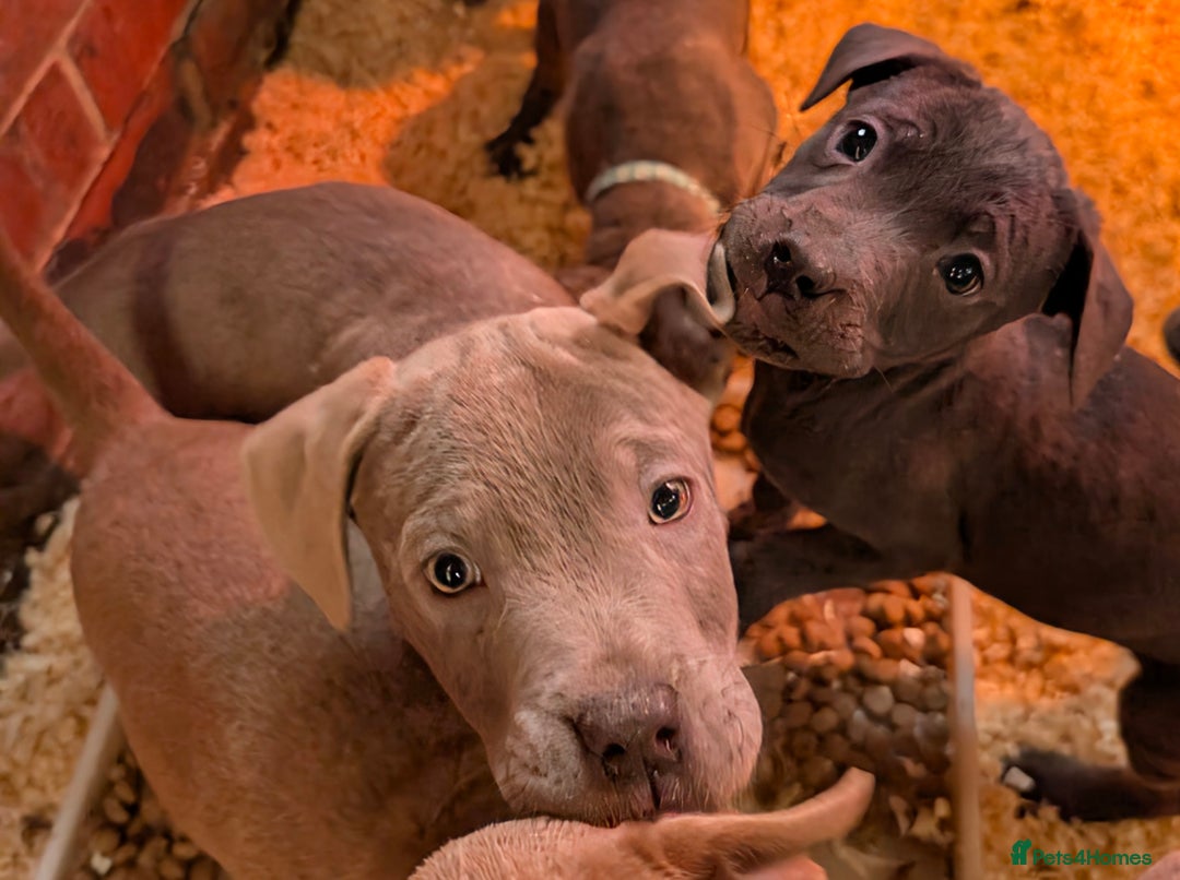 Mixed Breed dogs for sale: F1 MASTADOR PUPPIES  - Advert 7
