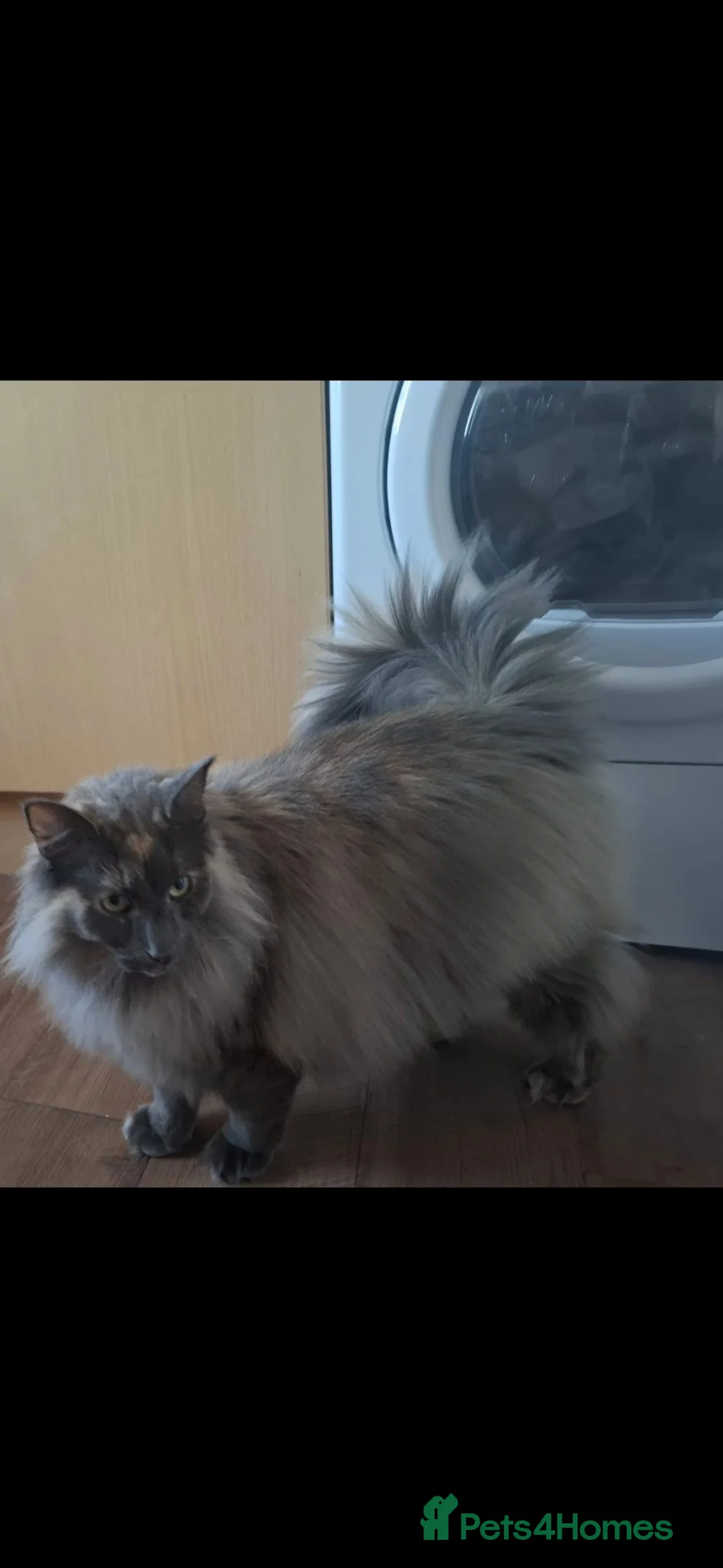Norwegian Forest Cat cats for sale: Two sisters Norwegian forest cat - Advert 2