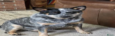 Australian Cattle Dog 