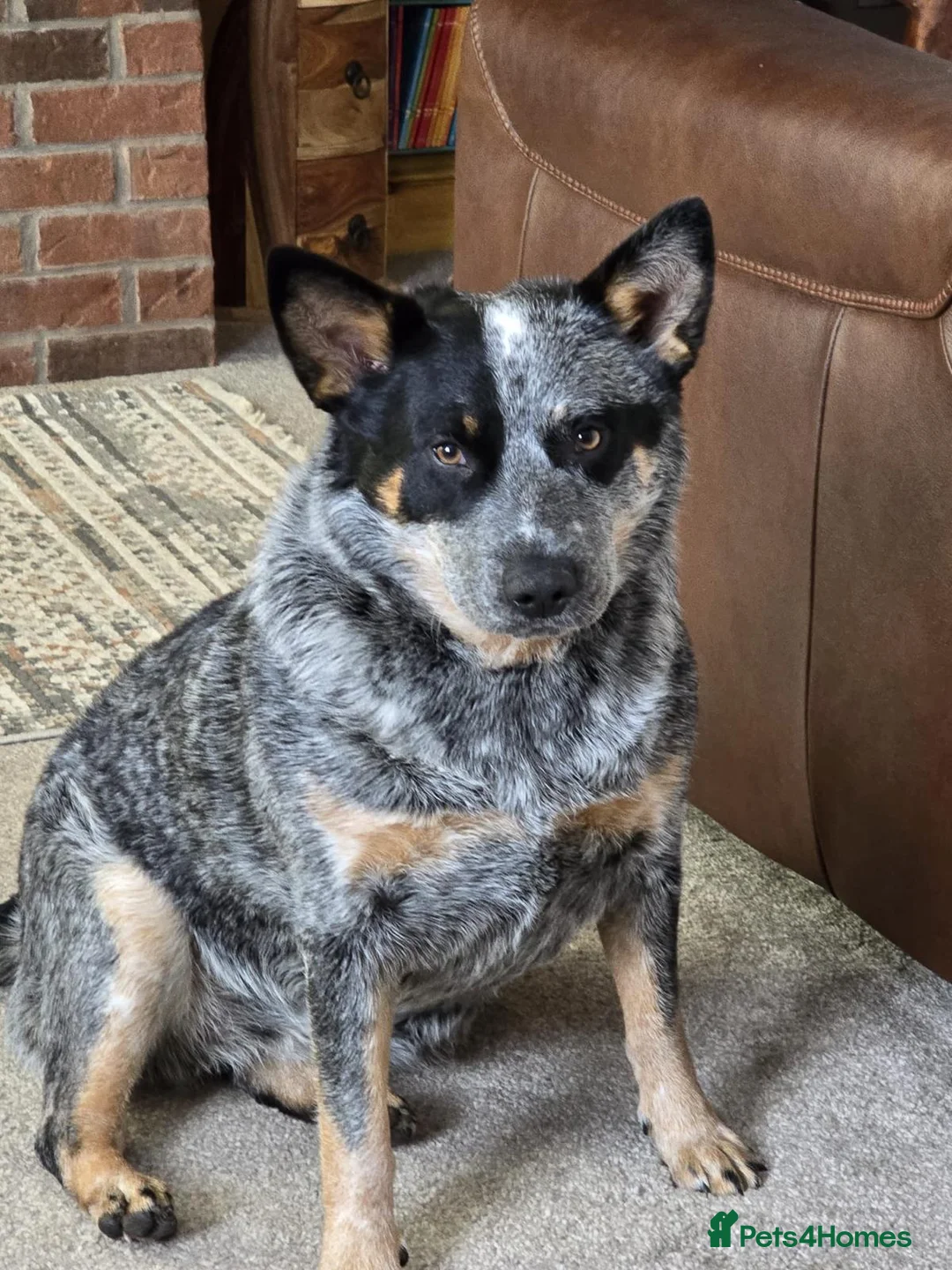 Australian Cattle Dog dogs for sale: Australian cattle dog - Advert 3