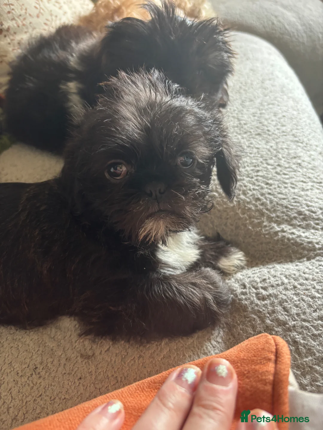 Mixed Breed dogs for sale: 2 Shih Tzu x pug puppies for sale  in Manchester - Advert 2