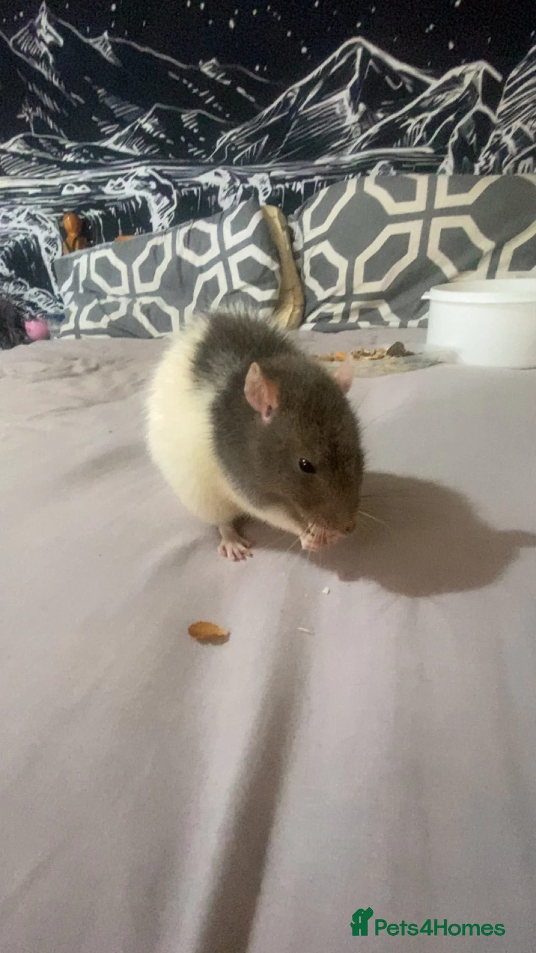 Rat rodents for sale: looking to sell my beautiful friendly rat☺️ - Advert 2