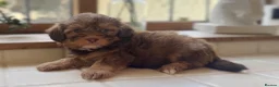 Shihpoo dogs for sale: Exceptional litter is Shih Poo Puppy Boys - Advert 5