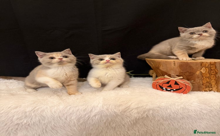 British Shorthair cats - Advert 2