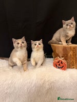 British Shorthair cats - Advert 6
