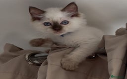 Ragdoll cats for sale: Champion Ragdoll GCCF kittens 🐱 Ready now - Image 3