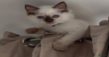 Ragdoll cats - Advert 11