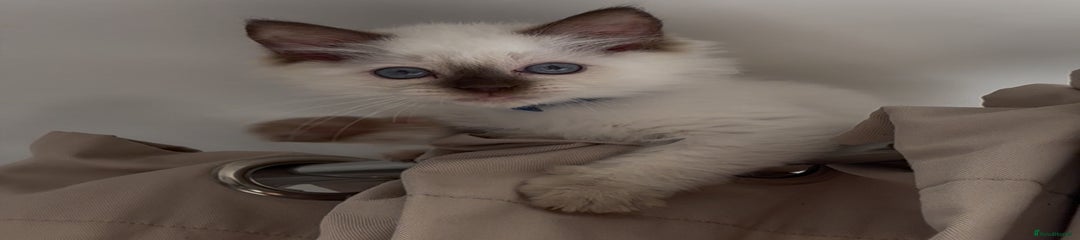 Ragdoll Kitten 1