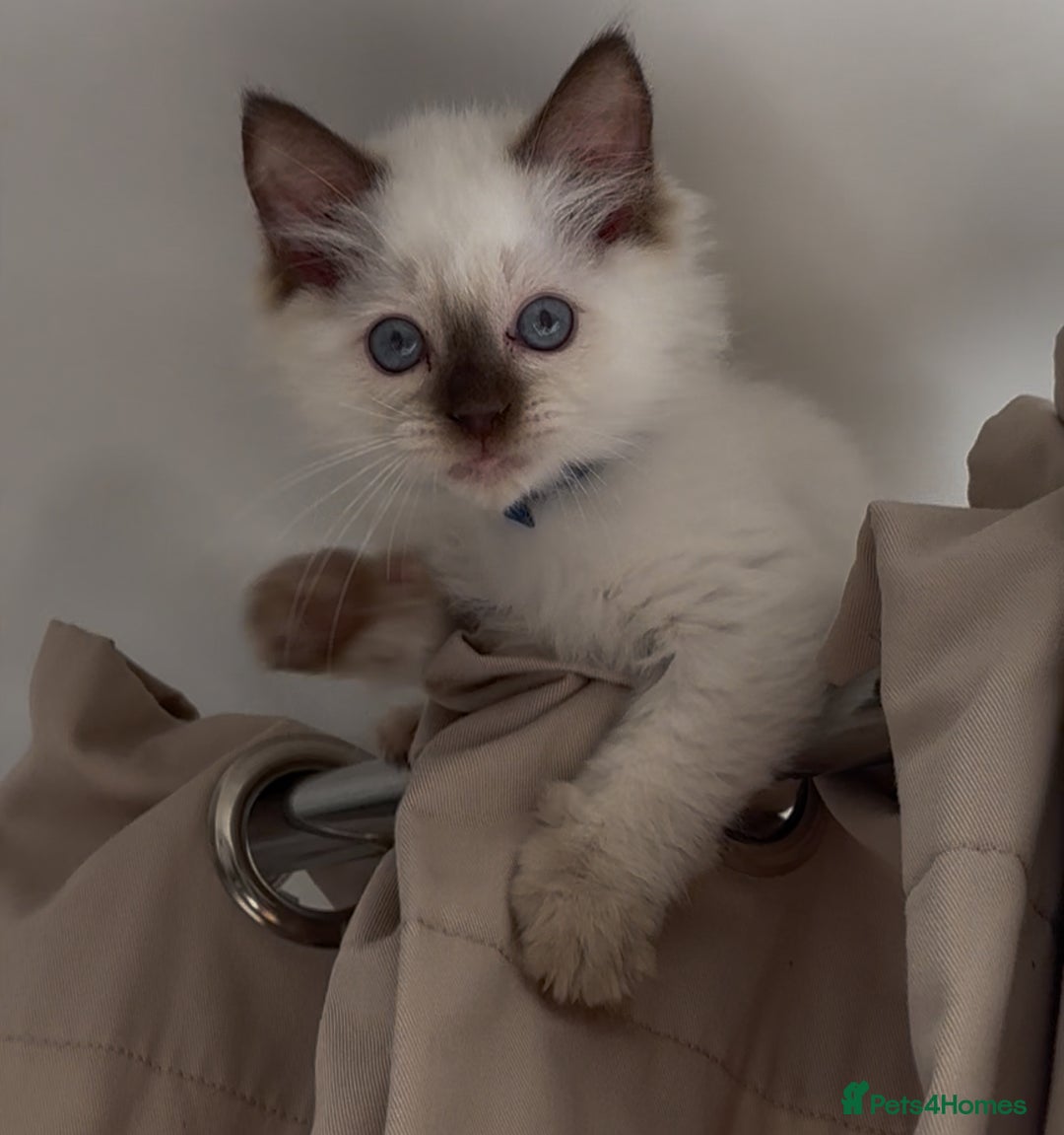 Ragdoll cats for sale: Champion Ragdoll GCCF kittens 🐱 Ready now - Image 3