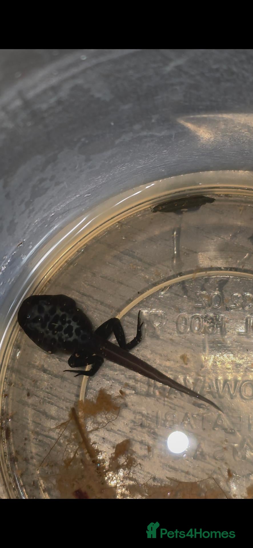 Frog reptiles Dendrobates tinctorius Azules Dart Frog Tadpoles - Advert 2