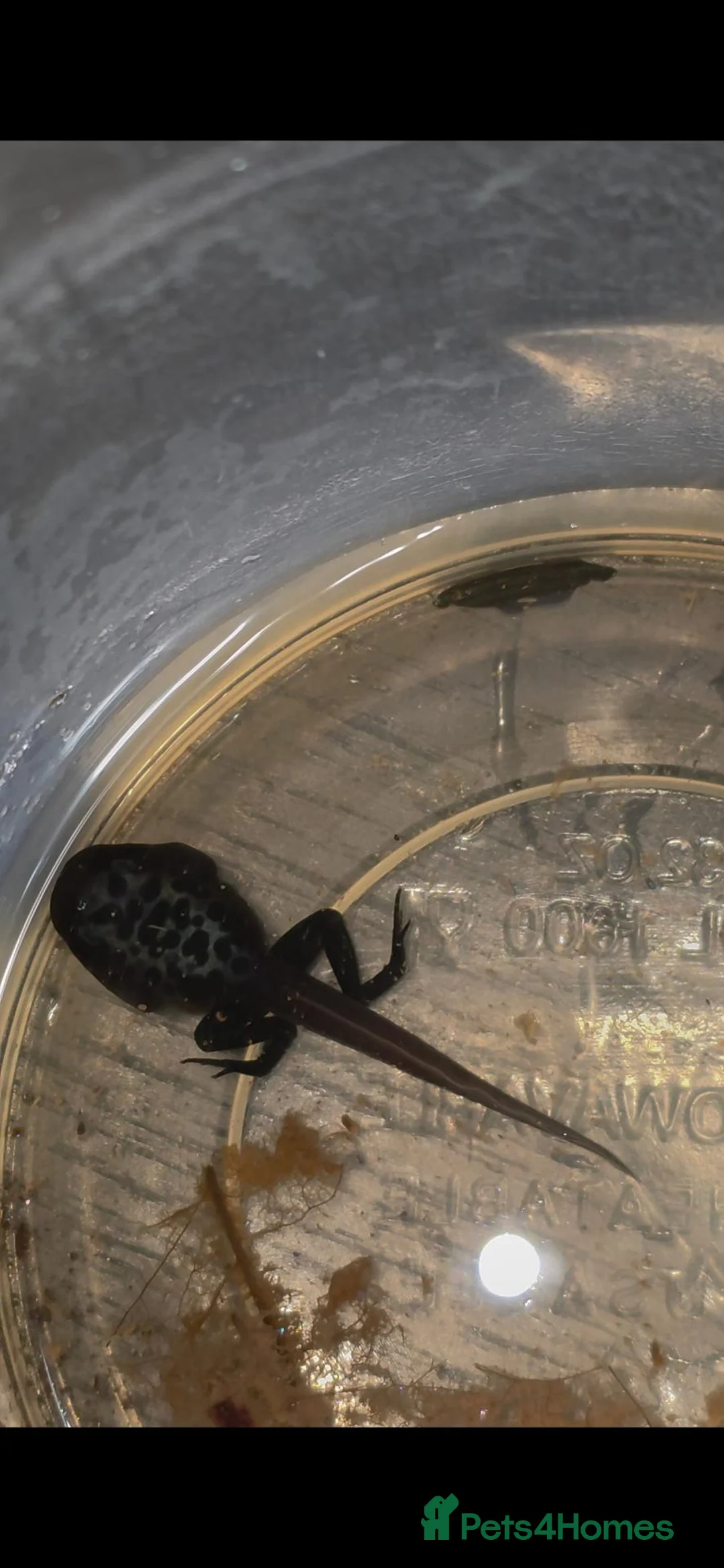 Frog reptiles for sale: Dendrobates tinctorius Azules Dart Frog Tadpoles - Advert 2