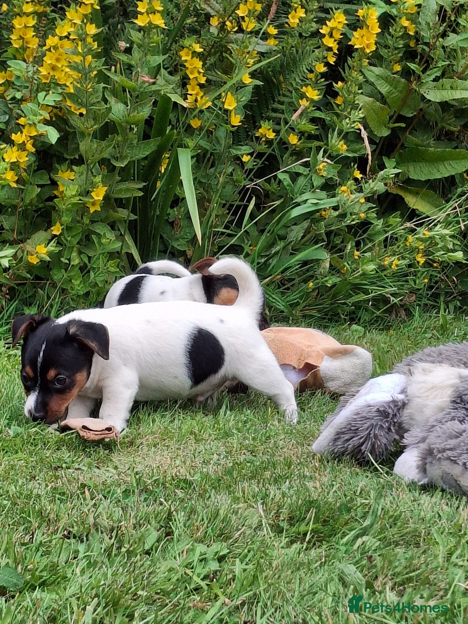 Jack Russell dogs Jack Russell pups  - Advert 1