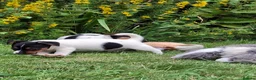 Jack Russell dogs for sale: Jack Russell pups  - Advert 1