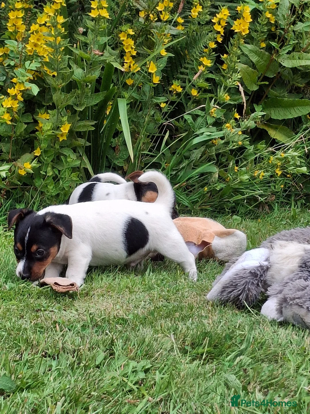 Jack Russell dogs for sale: Jack Russell pups  - Advert 1
