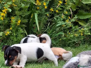 Jack Russell dogs Jack Russell pups - Advert 10