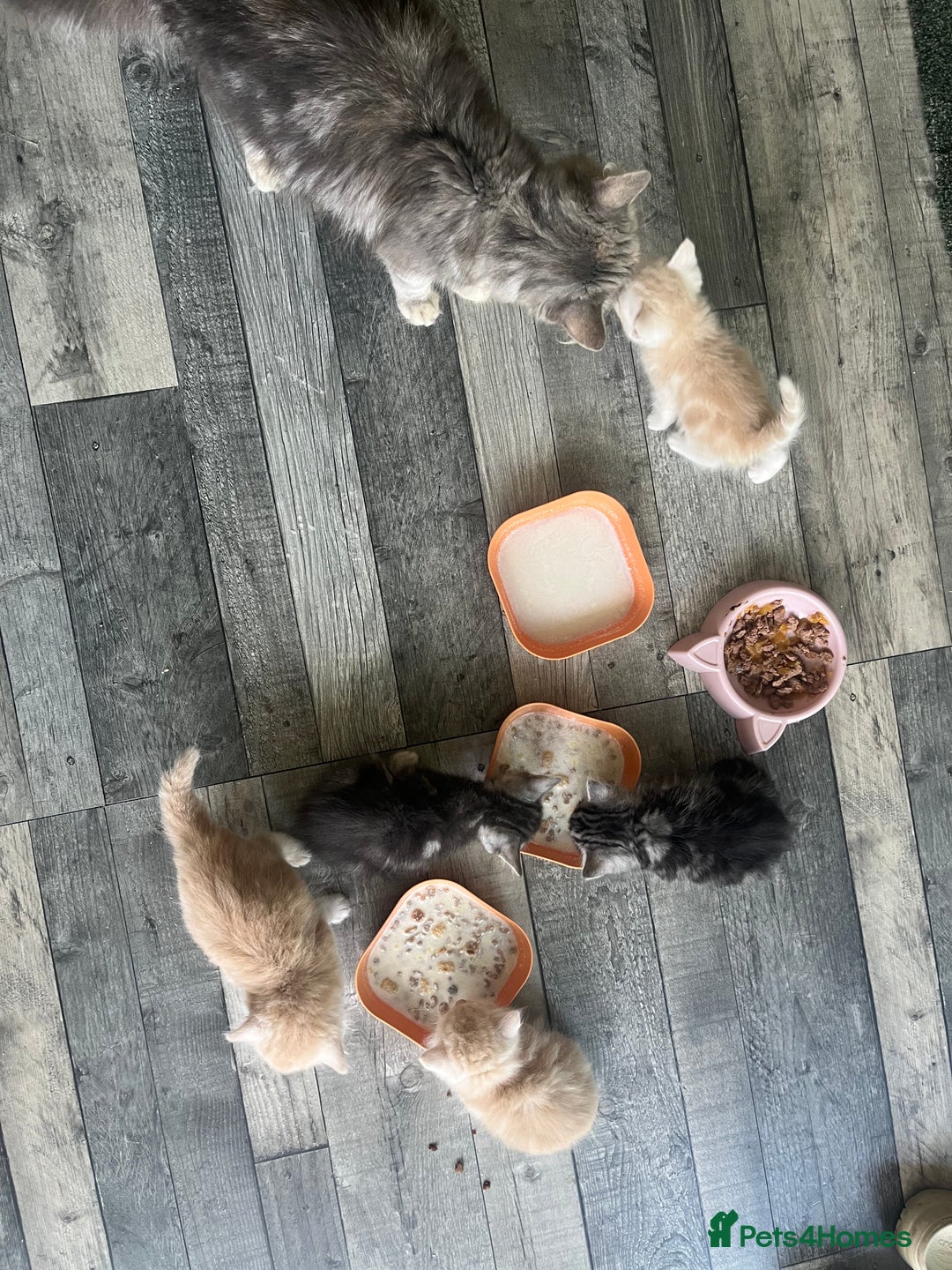 Mixed Breed cats for sale: British longhair cross kittens  - Image 6