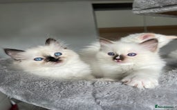 Ragdoll cats for sale: Registered Ragdoll kittens LAST GIRL HCM/PKD clear - Image 30