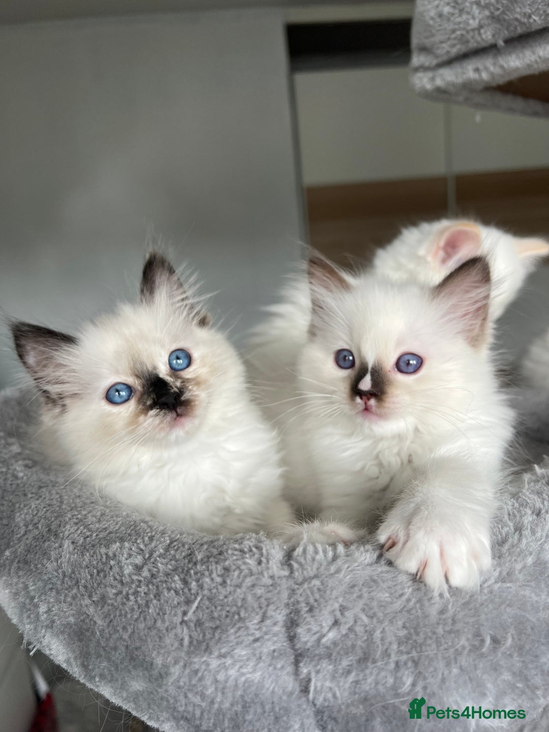 Ragdoll cats for sale: Registered Ragdoll kittens LAST GIRL HCM/PKD clear - Image 30