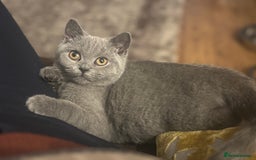 British Shorthair cats for sale: Beautiful BSH Kitten 1 Female.  GCCF. READY NOW  - Image 1