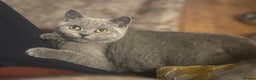British Shorthair cats for sale: Beautiful BSH Kitten 1 Female.  GCCF. READY NOW  - Advert 3