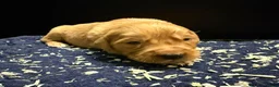 Golden Retriever dogs for sale: Wonderful litter - Advert 9