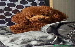 Cockapoo dogs for sale: Deep Fox Red Cockerpoos  - Image 5
