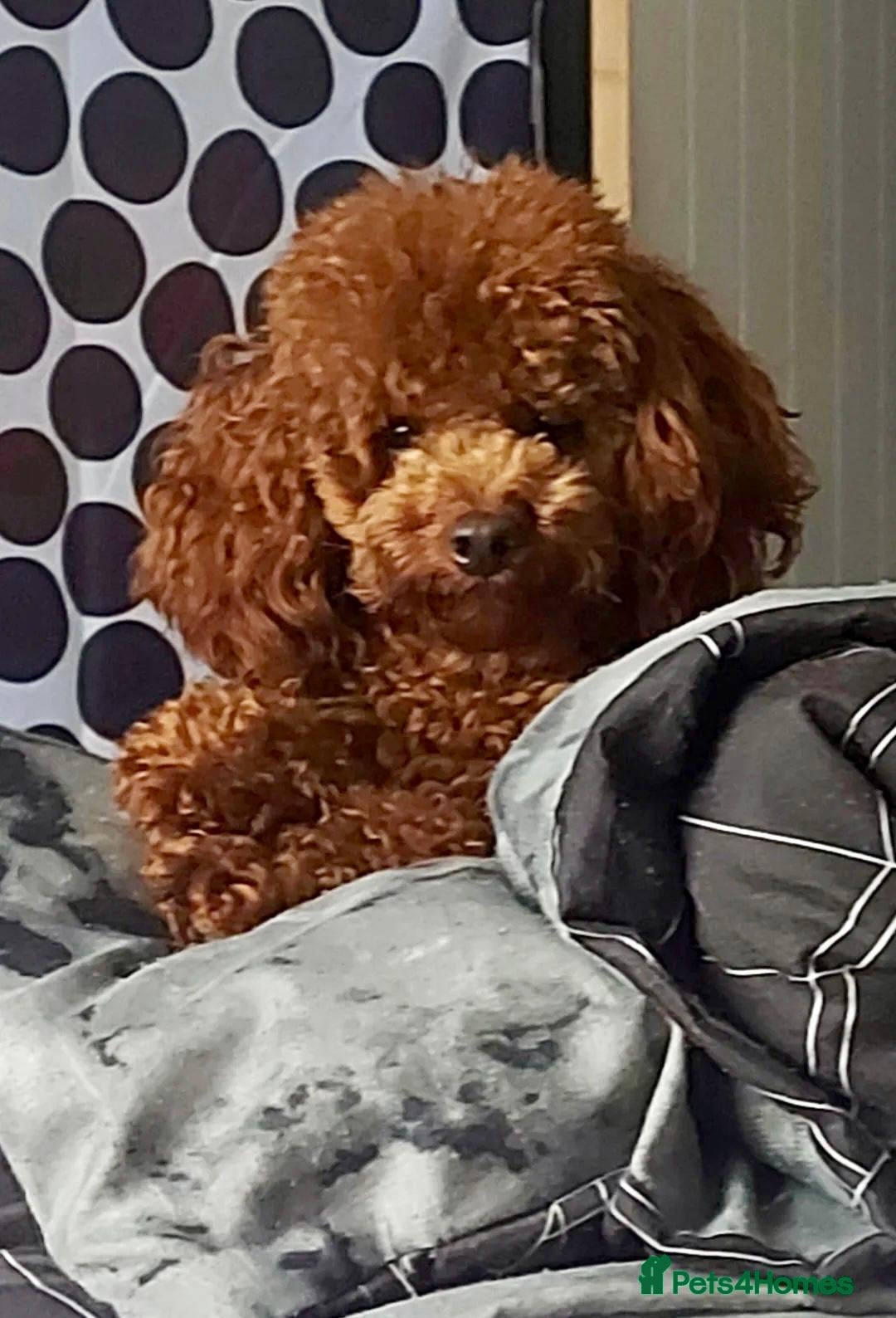 Cockapoo dogs for sale: Deep Fox Red Cockerpoos  - Image 5