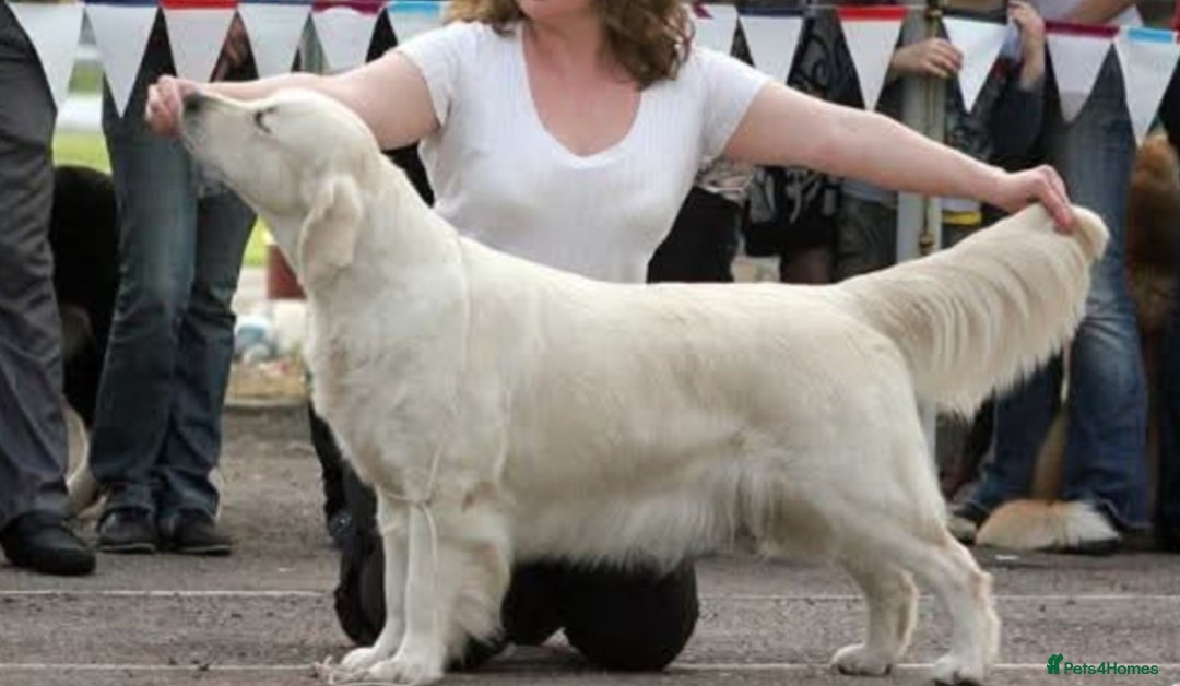 Golden Retriever dogs for sale: Golden retriever  - Image 6