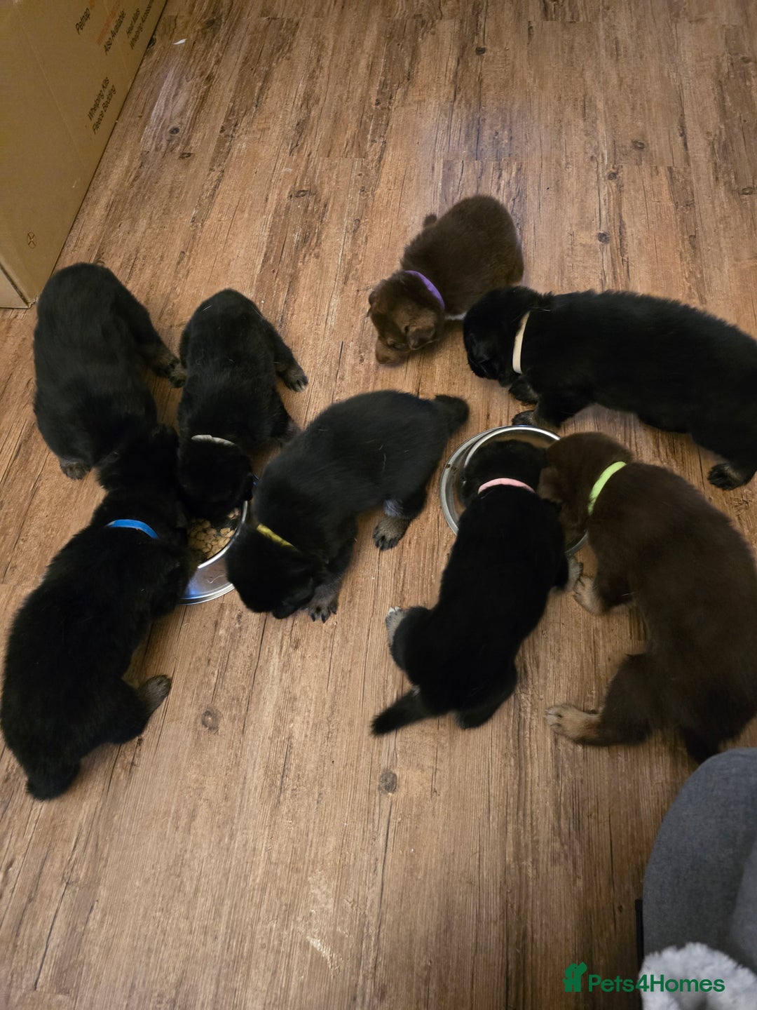 German Shepherd dogs for sale: German Shepherd puppies " 4 girls left  - Image 8