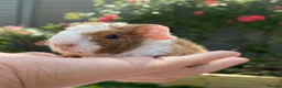 Guinea Pig rodents for sale: Teddy, Abyssinian and longhaired guinea pig pups - Advert 11