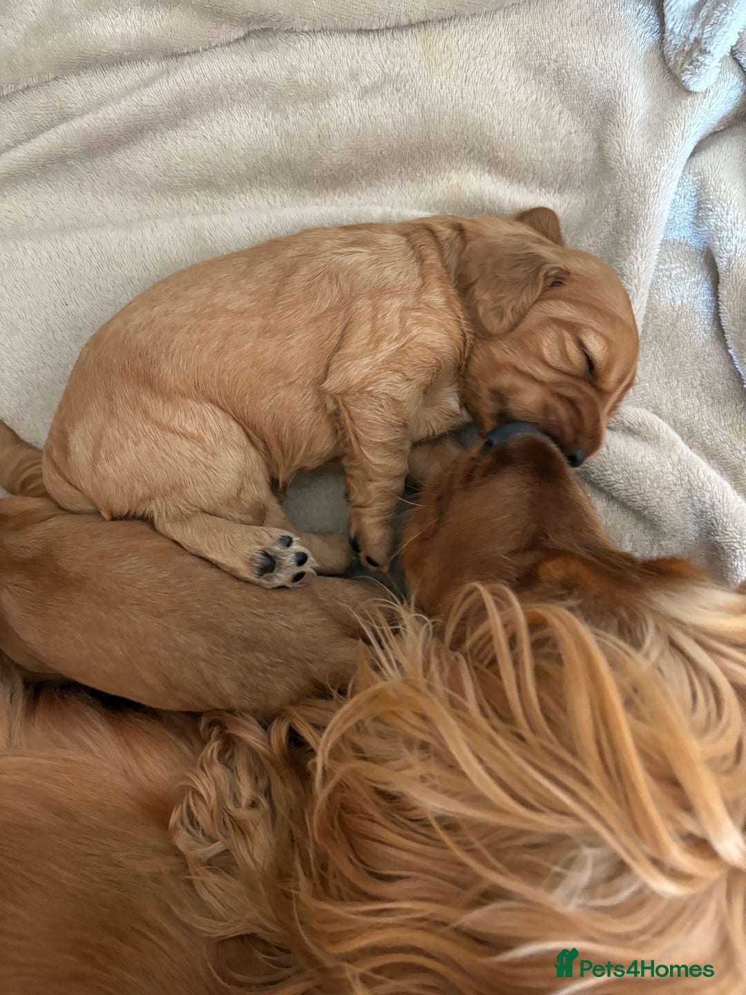 Cocker Spaniel dogs for sale: 3 beautiful cocker spaniel puppies  - Image 10