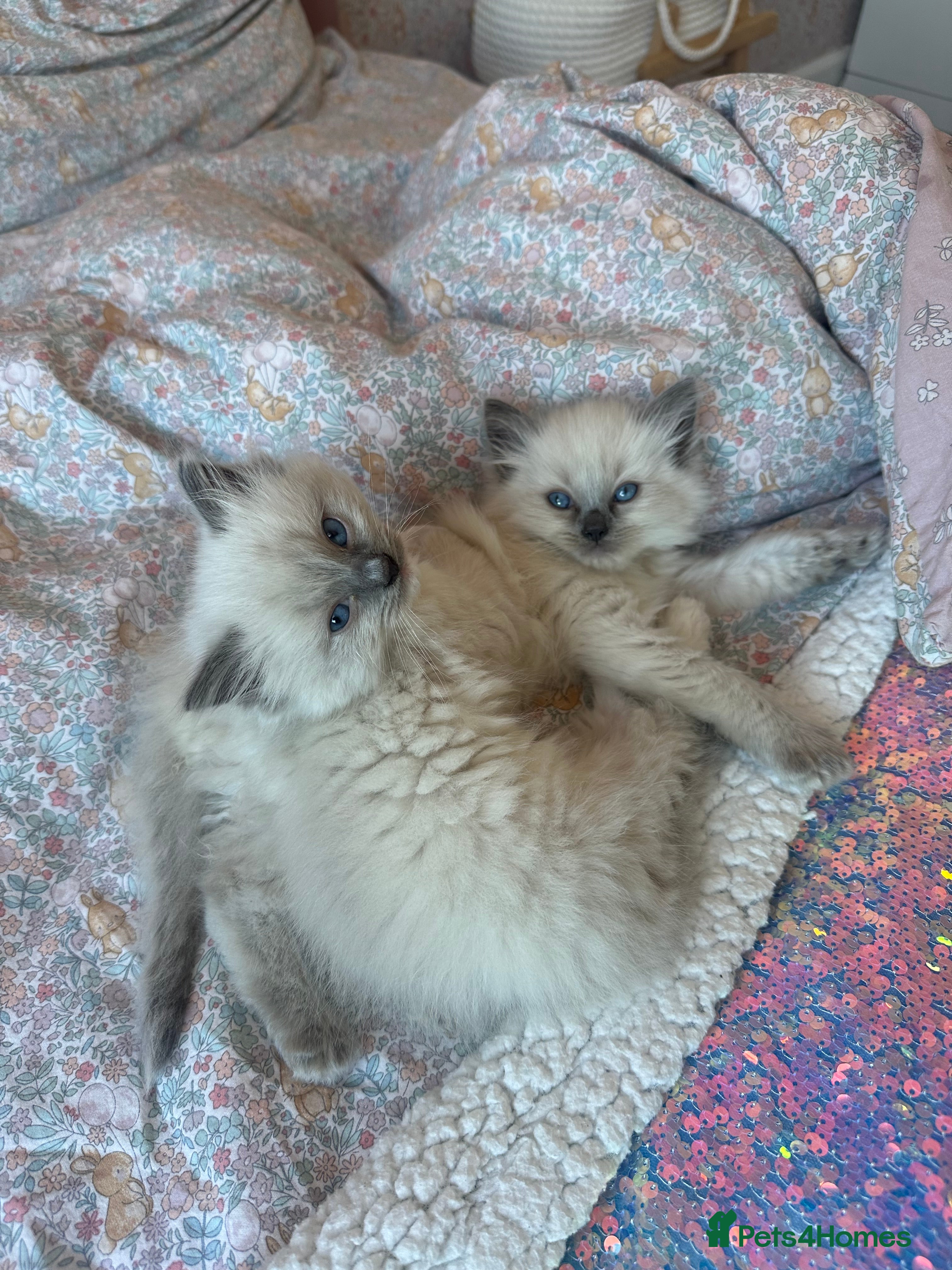 Ragdoll cats 2 PURE BRED CHAMPION LINE RAGDOLLS READY NOW - Advert 4