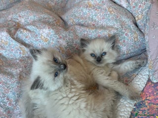 Ragdoll cats 2 PURE BRED CHAMPION LINE RAGDOLLS READY NOW - Advert 1