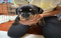 Dachshund dogs for sale: Smooth hair standard dachshunds - Image 4