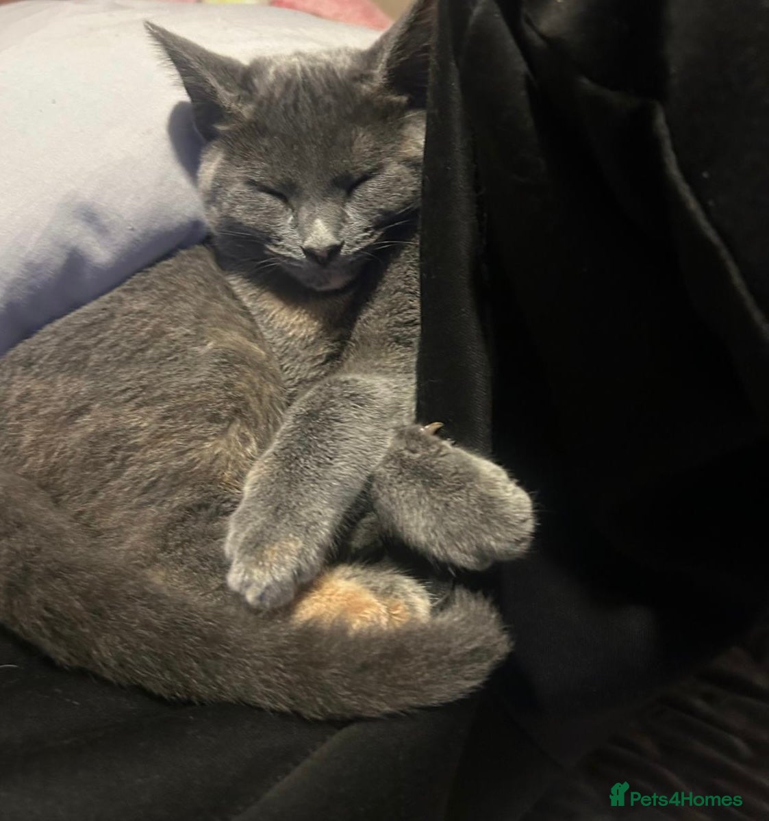 Russian Blue cats for sale: Beautiful litter of Mixed Russian blue kittens - Advert 3