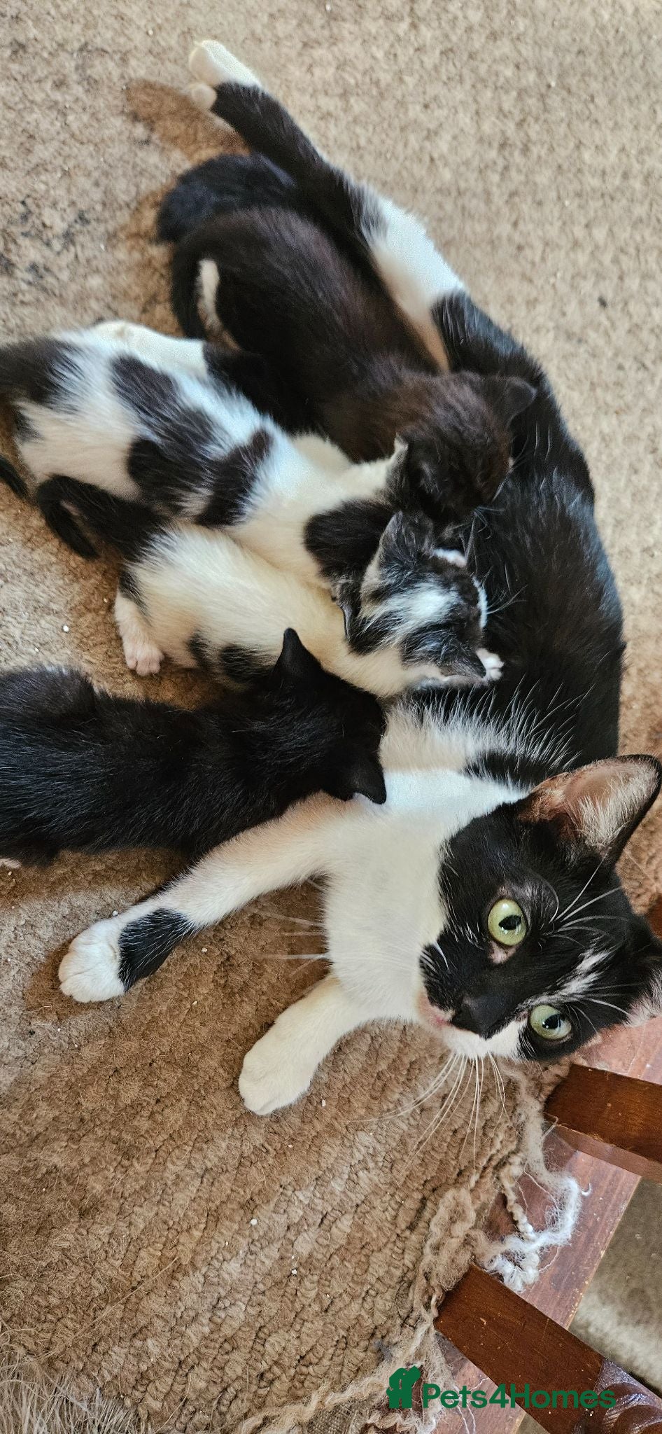 Mixed Breed cats 4 Male black and white Kittens for sale - Advert 2