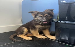 German Shepherd dogs for sale: German shepherd pups silver sable black/tan black  - Image 14