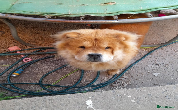 Chow Chow dogs - Advert 1