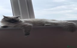 Ragdoll cats for sale: 3 Year Old Beautiful Female Ragdoll  - Image 10