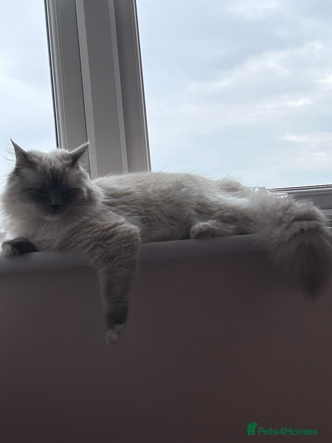 Ragdoll cats for sale: 3 Year Old Beautiful Female Ragdoll  - Image 10
