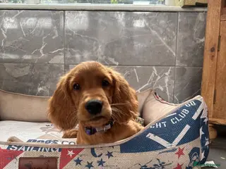 Mixed Breed dogs Ready now ☘️ Golden Irish puppies available ☘️ - Advert 13