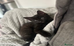 Domestic Shorthair cats for sale: Kittens  - Image 3