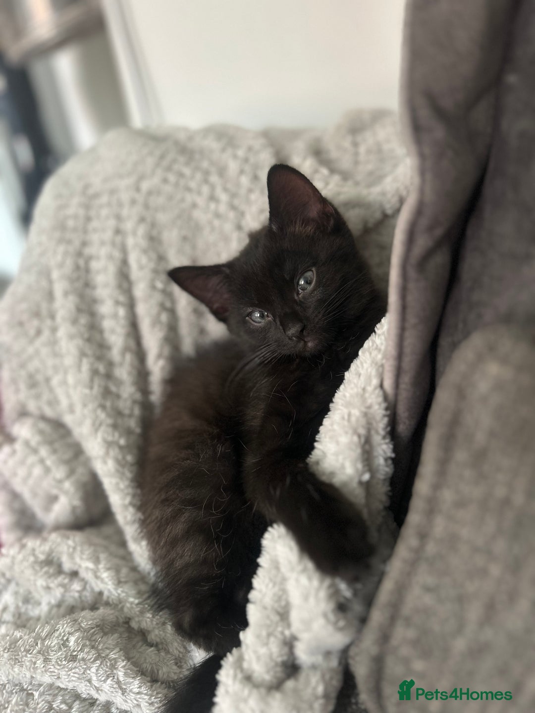 Domestic Shorthair cats for sale: Kittens  - Image 3