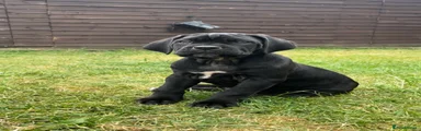 Black Female