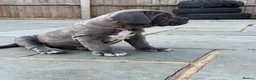 Mixed Breed dogs for sale: Neapolitan mastiff - Advert 5