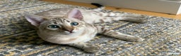Bengal cats for sale: Bonded Snow Bengals – Experienced, Pet-Free Home - Advert 2