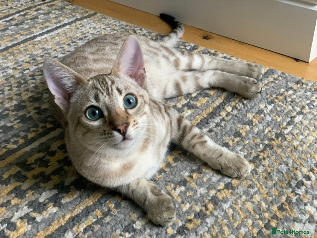 Bengal cats for sale: Bonded Snow Bengals – Experienced, Pet-Free Home - Advert 2