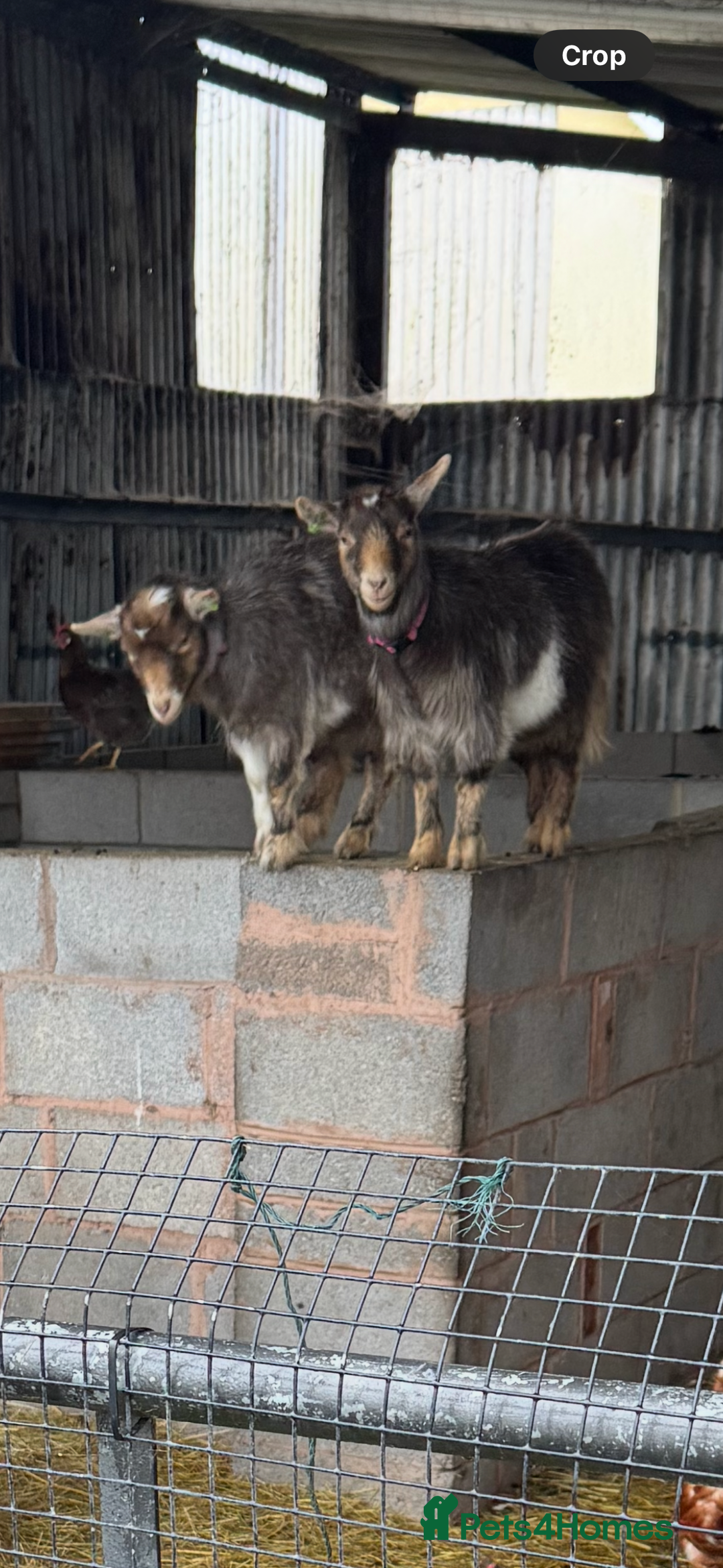 Goats livestock for sale: Hornless Pygmy goats  - Advert 1