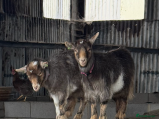 Goats livestock Hornless Pygmy goats - Advert 3