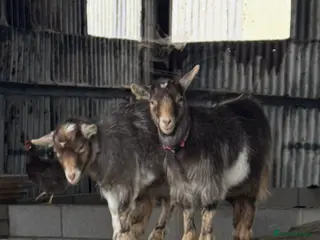 Goats livestock Hornless Pygmy goats - Advert 5